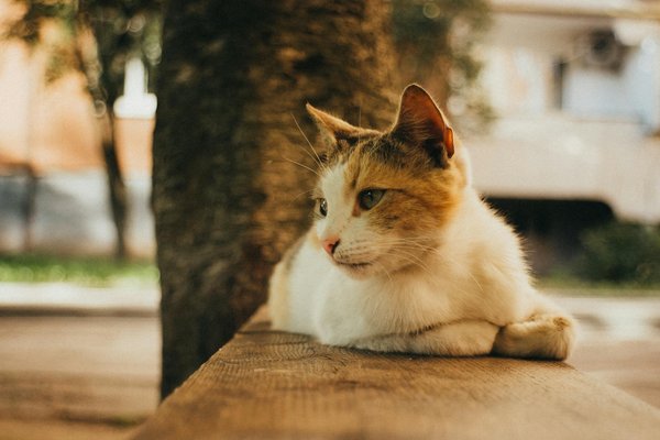 Wat zijn de gevolgen van de vergrijzing voor de samenleving?