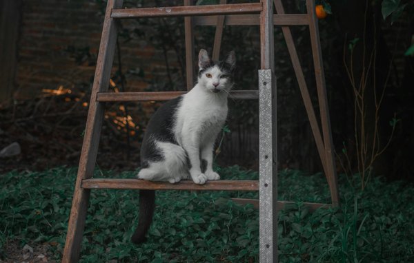 Wat zijn de populairste wereldkeukens om thuis te proberen?